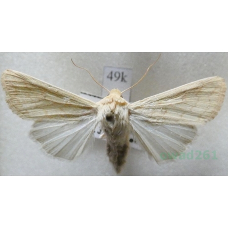 Mythimna vitellina (Hübner, 1808) Czech49k